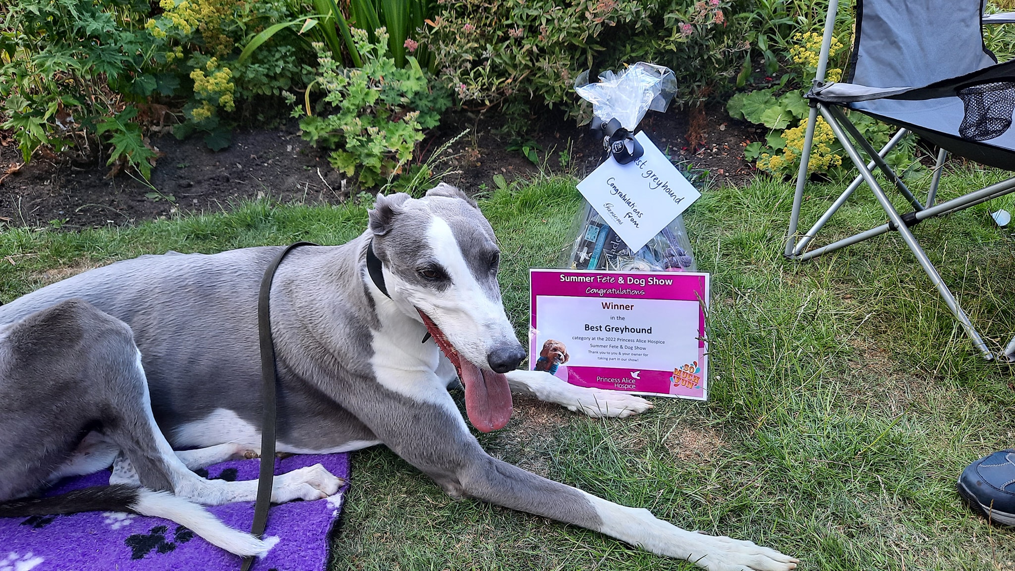 Princess Alice Hospice Summer Fete Wimbledon Greyhound Welfare