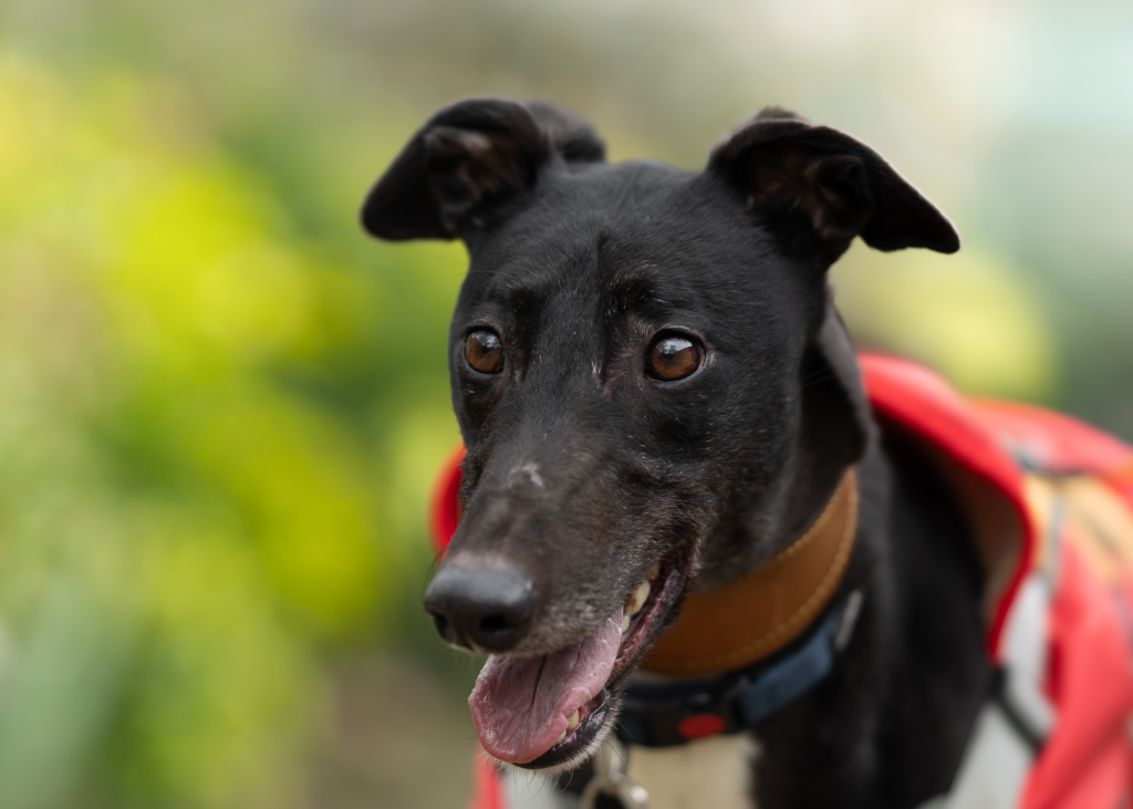 Cody - Born June 2021