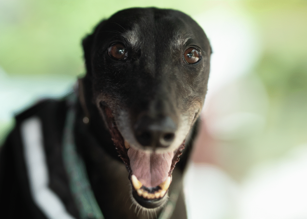 Bubba - Born August 2020