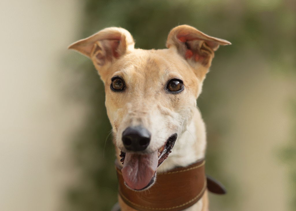 Mavis - Born August 2021