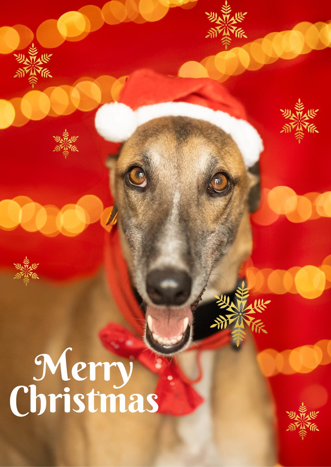 Christmas Cards 2026 - Image 7
