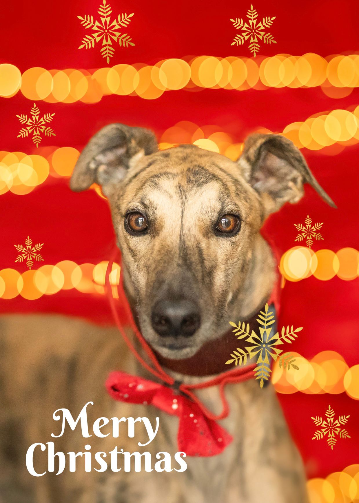 Christmas Cards 2026 - Image 5