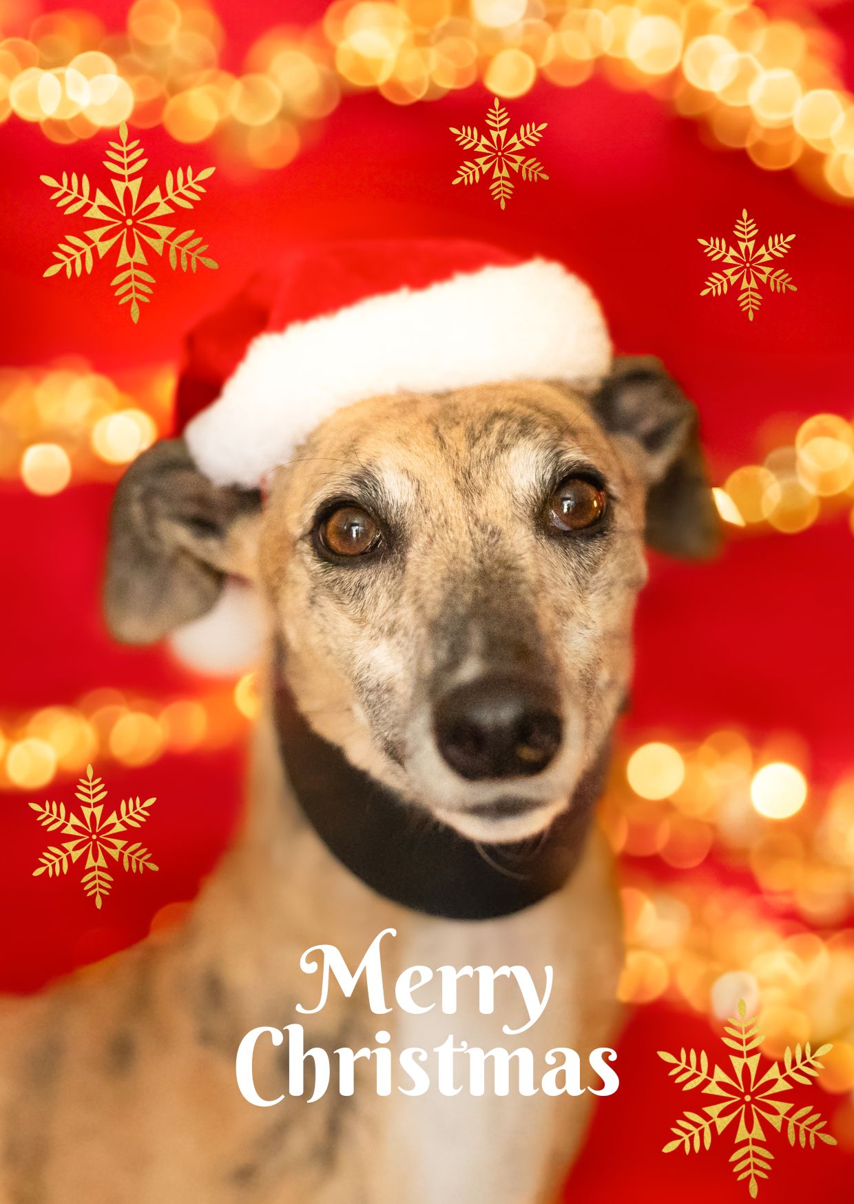 Christmas Cards 2026 - Image 4