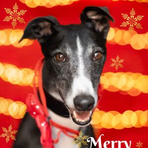Christmas Cards 2026