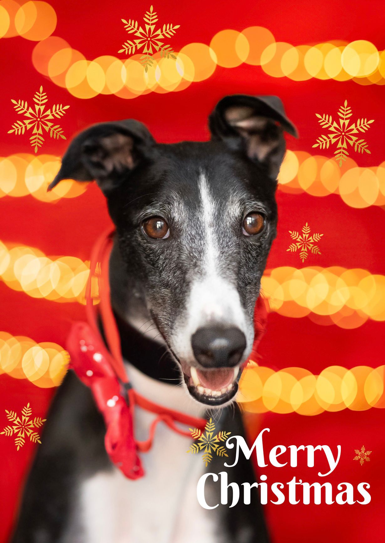 Christmas Cards 2026