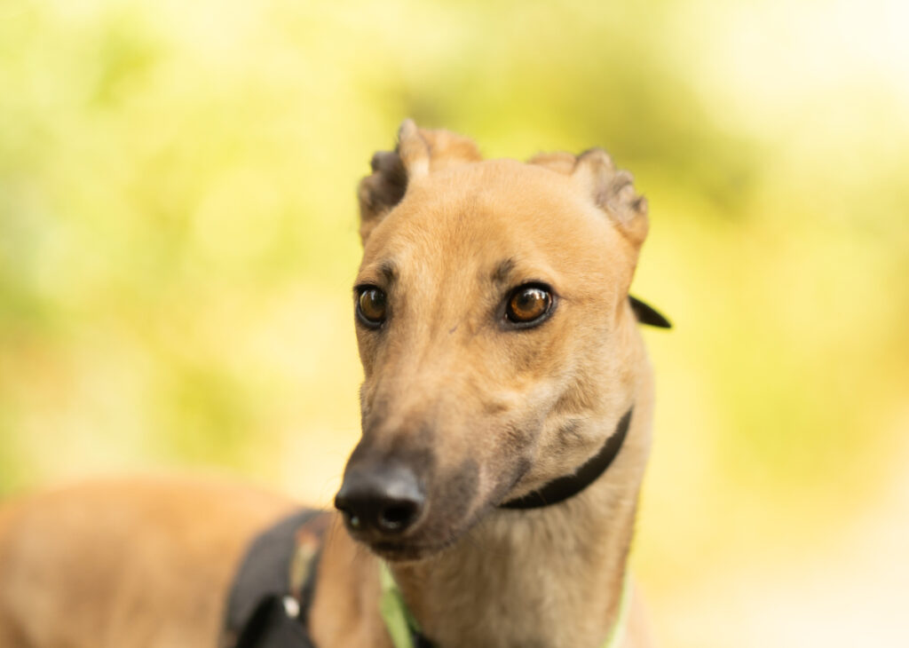 Captain, a Unknown old unknown Greyhound available for adoption from Wimbledon Greyhound Welfare in Greater London