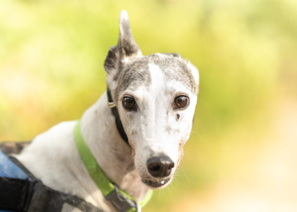 Lionel, a Unknown old unknown Greyhound available for adoption from Wimbledon Greyhound Welfare in Greater London