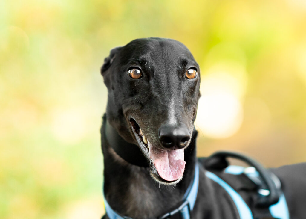 Disco, a Greyhound available for adoption from Wimbledon Greyhound Welfare in Greater London