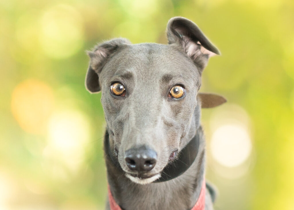 Lynx, a Greyhound available for adoption from Wimbledon Greyhound Welfare in Greater London