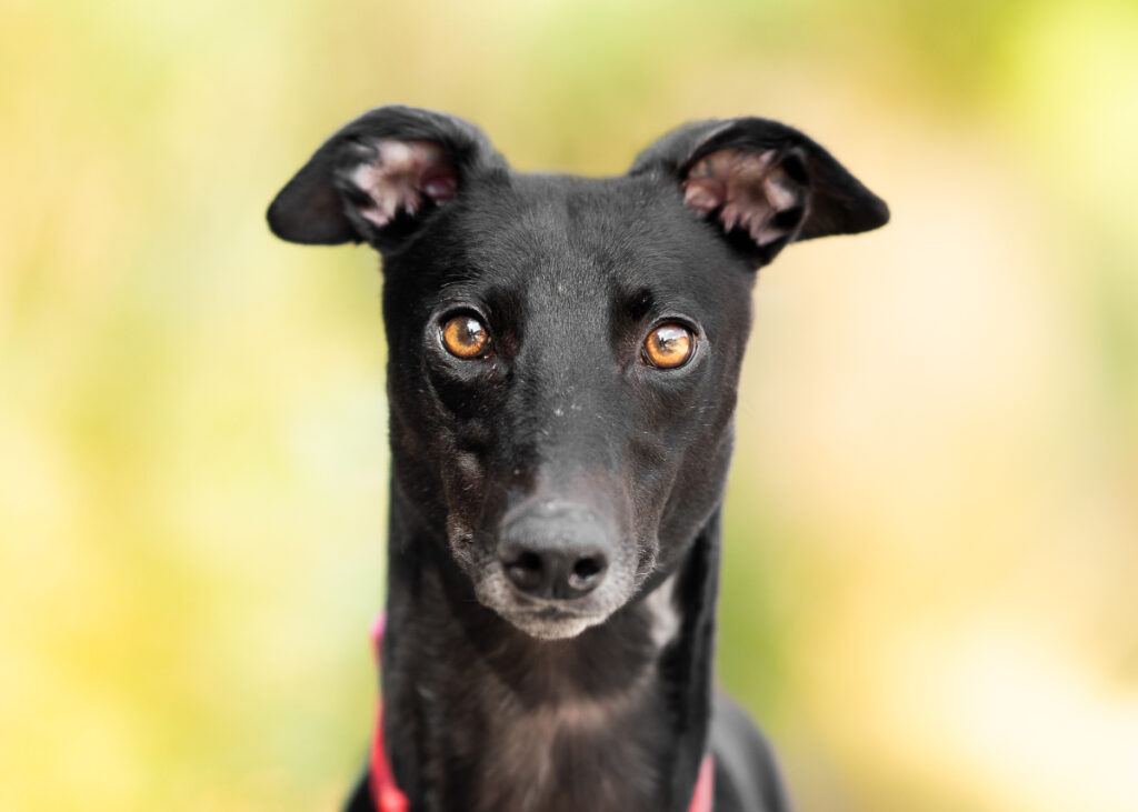 Peppa, a Unknown old unknown Greyhound available for adoption from Wimbledon Greyhound Welfare in Greater London