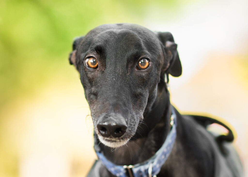Chase, a Greyhound available for adoption from Wimbledon Greyhound Welfare in Greater London