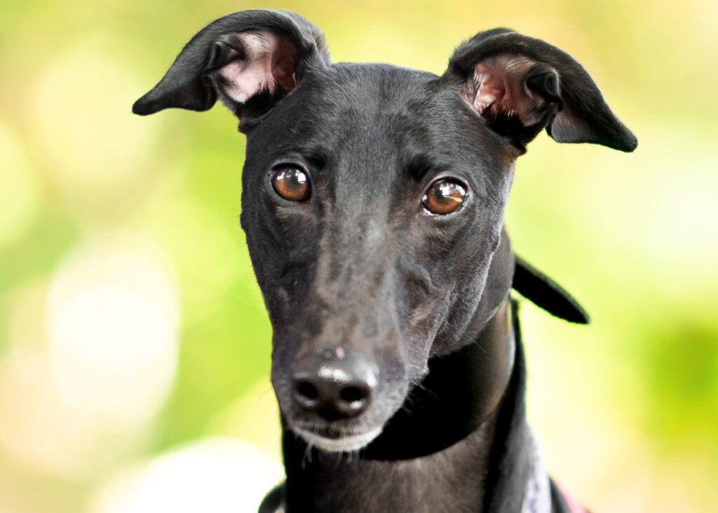 Kelly, a Greyhound available for adoption from Wimbledon Greyhound Welfare in Greater London