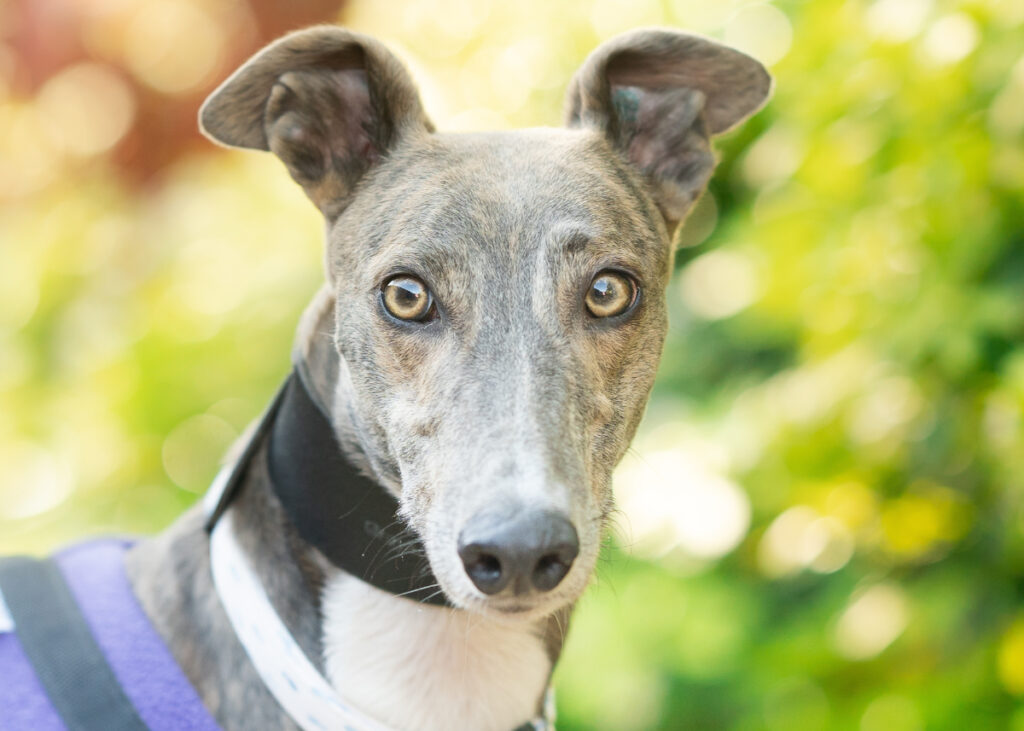 Sarah, a Greyhound available for adoption from Wimbledon Greyhound Welfare in Greater London