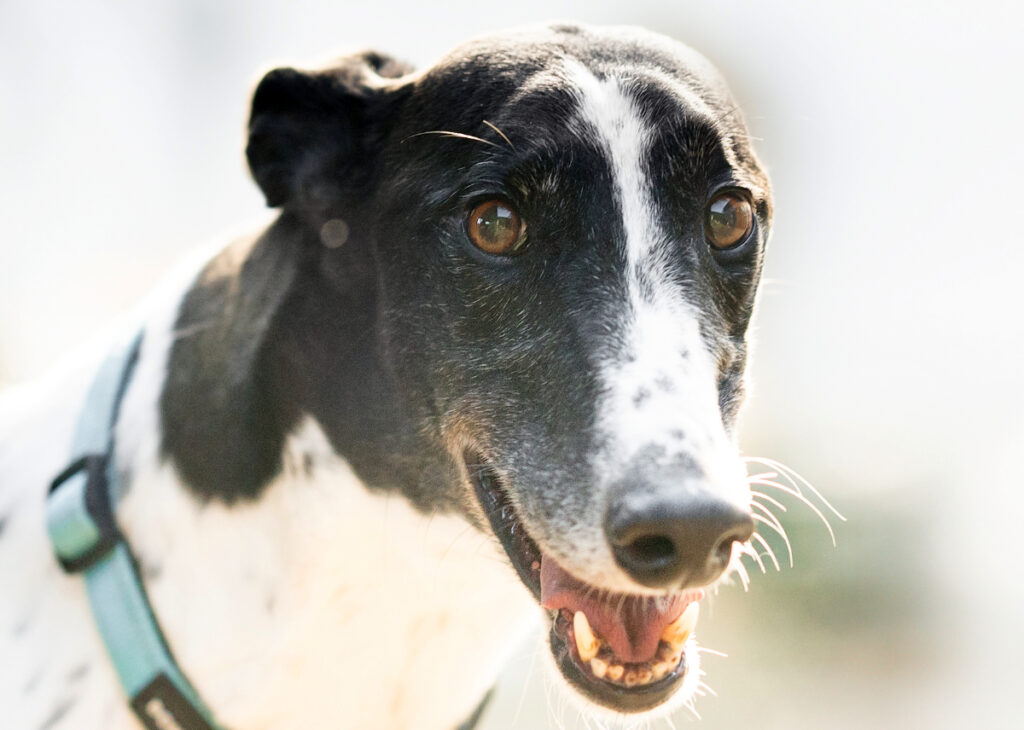 Sean, a Greyhound available for adoption from Wimbledon Greyhound Welfare in Greater London