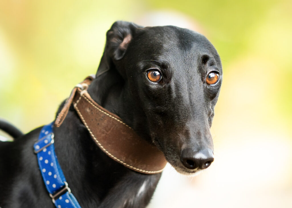 Tommy, a Greyhound available for adoption from Wimbledon Greyhound Welfare in Greater London